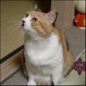 Mikety(みけてぃ)